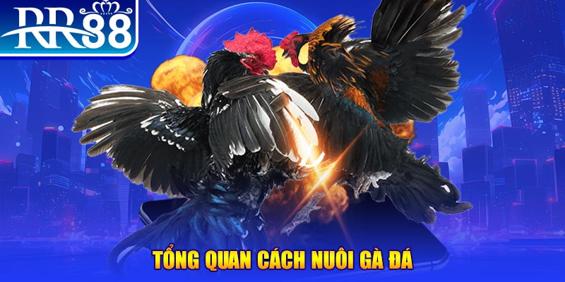 pg1 xổ số thứ ba