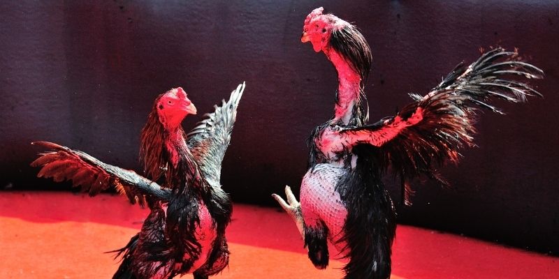 pg1 bắn cá đổi thưởng